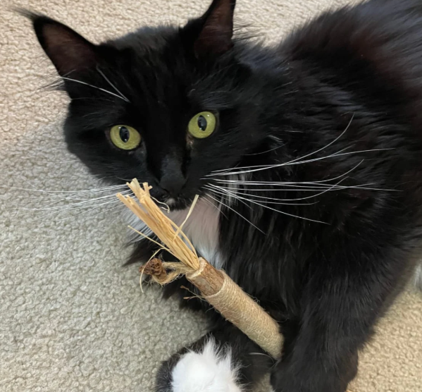 Gato disfrutando los palitos naturales MordiMiau