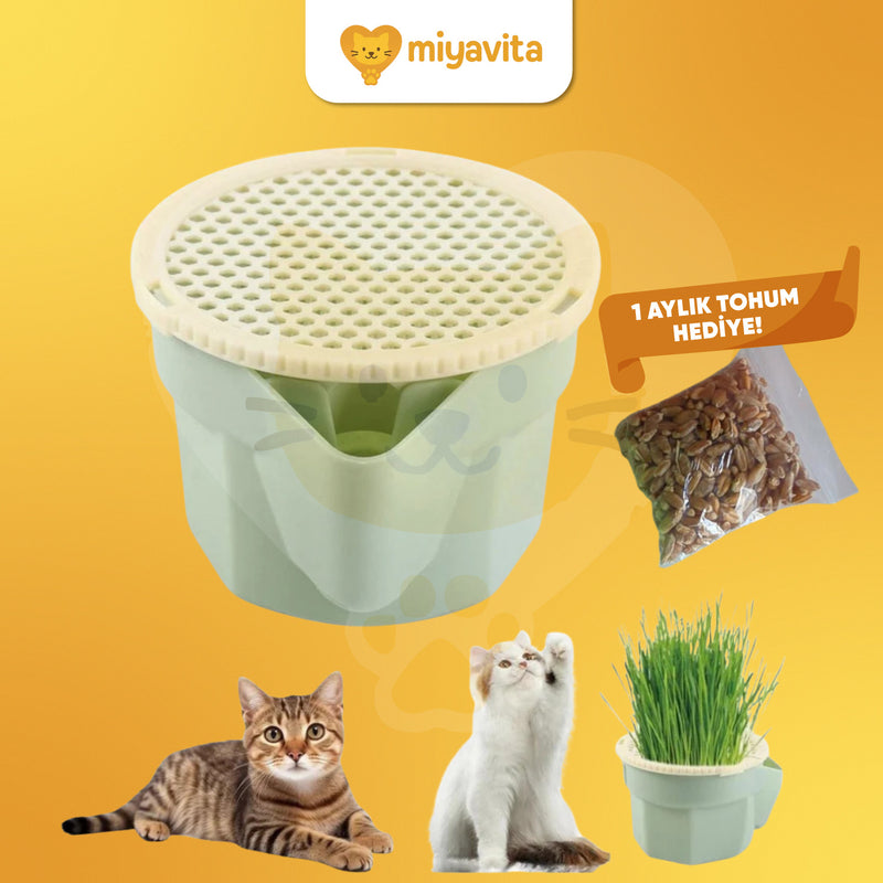 Miyavita Doğal Kedi Çimi Yetiştirme Seti