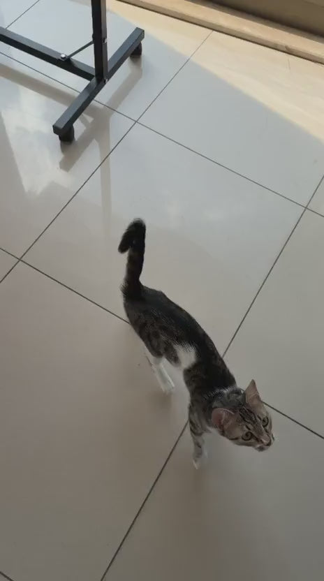 Simba
